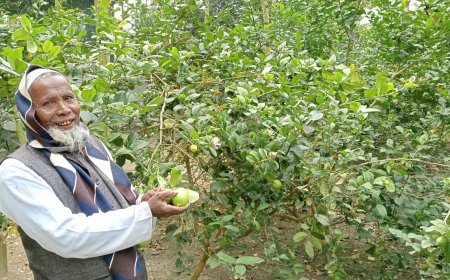 ভাঙ্গায় শখের বসে  লেবু চাষ করে  ব্যাপক সফলতা পেলেন মোতালেব মুন্সী