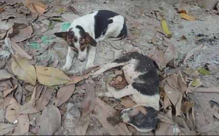 গৃহবধূর নিষ্ঠুরতার শিকার ক্ষুধার্ত দুটি কুকুর ছানা