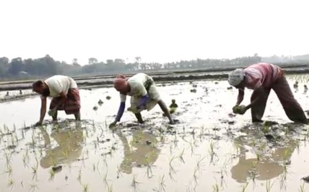 খোকসাতে বোরো ধান আবাদে ব্যস্ত কৃষক 