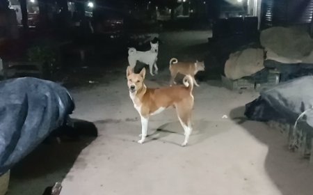 নগরকান্দায় বেওয়ারিশ কুকুরের ভয়ে আতঙ্কিত জনপথ