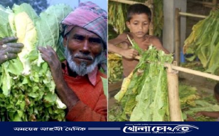 নীলফামারীতে তামাক ঘরে তুলতে ব্যস্ত চাষিরা 