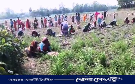 আলুর স্বর্গরাজ্য বিক্রমপুরে আলু উৎপাদনে সারাদেশের হাজার হাজার শ্রমিক কাজ করছে