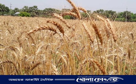 সালথায় গম উৎপাদনে রেকর্ড, গত ৩০ বছরে এত গম উৎপাদন হয়নি