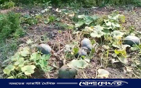 মুন্সীগঞ্জে মিষ্টি কুমড়ার বাম্পার ফলন, কৃষকদের মুখে হাসি 