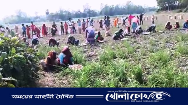 আলুর স্বর্গরাজ্য বিক্রমপুরে আলু উৎপাদনে সারাদেশের হাজার হাজার শ্রমিক কাজ করছে