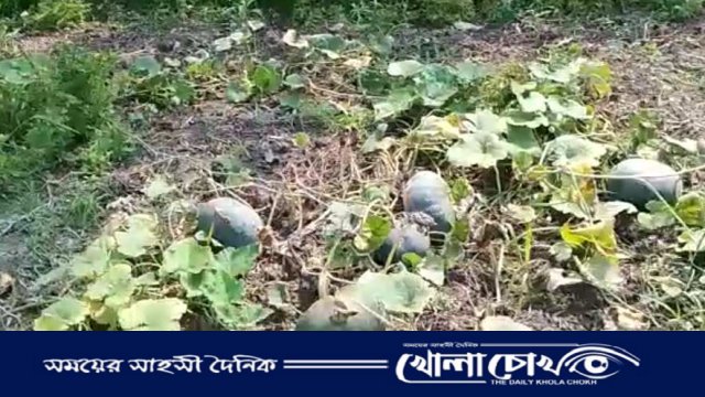 মুন্সীগঞ্জে মিষ্টি কুমড়ার বাম্পার ফলন, কৃষকদের মুখে হাসি 