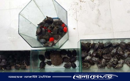 চট্টগ্রামে ১৩৮টি বিপন্ন প্রজাতির কচ্ছপ উদ্ধার