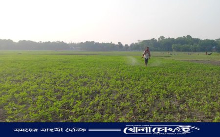 সালথায় ১২ হাজার হেক্টর জমিতে চাষ হবে সোনালি আঁশ