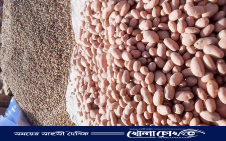 আত্রাইয়ে লাফিয়ে লাফিয়ে বাড়ছে আলুর দাম,নেপথ্যে কারণ কি?