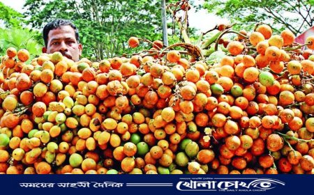 কক্সবাজারে সুপারি চাষে বাম্পার ফলন ২২৫০ হেক্টর জমিতে সুপারির চাষ