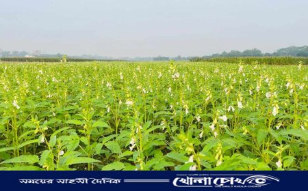 সদরপুরে তিল চাষে ব্যাপক ফলন