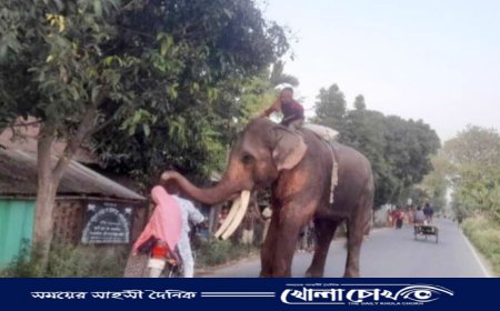 নওগাঁর আত্রাইয়ে হাতি দিয়ে চাঁদাবাজিতে অতিষ্ঠ পথচারীরা