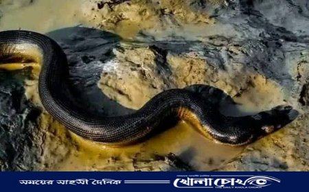 হাতিয়ায় সৈকতে দেখা মিললো ‘ইয়েলো বেলিড সি স্নেক’