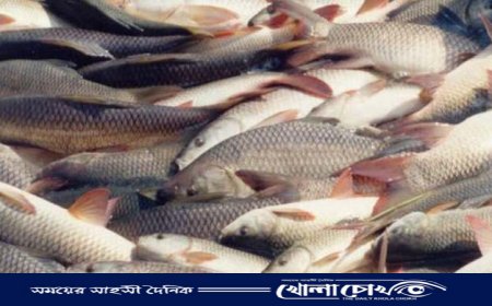 দেশের ৬০ প্রজাতির মাছ হারিয়ে গেছে, উৎপাদন বেশি হলেও রপ্তানিতে পিছিয়ে