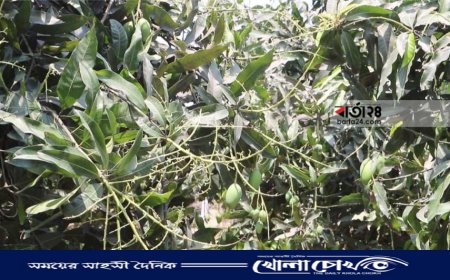 নওগাঁয় রোদের তীব্রতায় ঝরে যাচ্ছে আমের গুটি চিন্তায় চাষিরা 