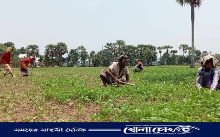 সালথায় তীব্র তাপদাহে সোনালী আঁশ পাটের ব্যাপক ক্ষতির আশঙ্কা