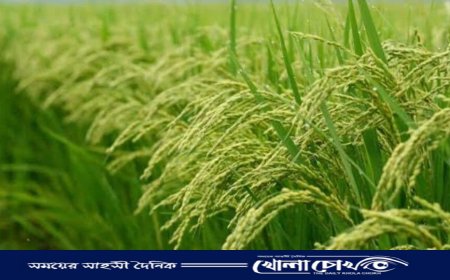 কালীগঞ্জের মাঠে মাঠে ইরি ধানের শীষে ভরপুর