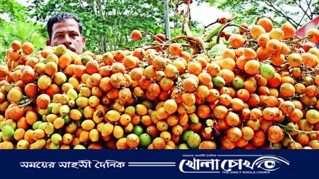 কক্সবাজারে সুপারি চাষে বাম্পার ফলন ২২৫০ হেক্টর জমিতে সুপারির চাষ 