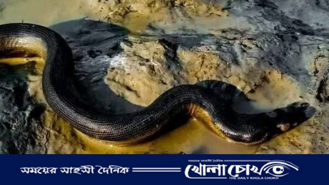 হাতিয়ায় সৈকতে দেখা মিললো ‘ইয়েলো বেলিড সি স্নেক’