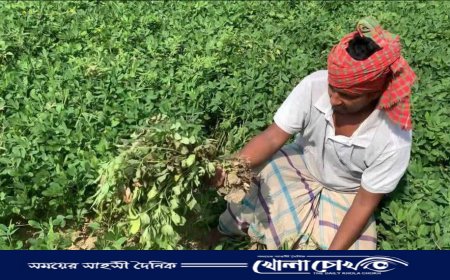 কম খরচে লাভ বেশি হওয়ায় বাদাম চাষে ঝুঁকছে কৃষকরারা