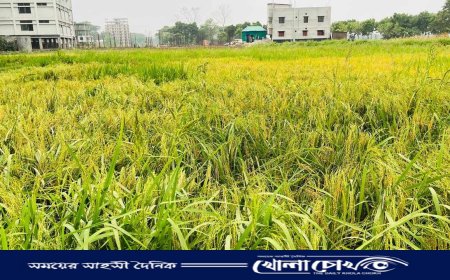 সদরপুরে বরো ধানের ফলন লক্ষ্যমাত্রা ছাড়িয়েছে, বৈরী আবহাওয়ায় চিন্তিত কৃষক