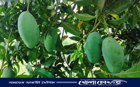 নওগাঁয় প্রশাসনের বেঁধে দেওয়া সময় অনুযায়ী গুটি জাতের আম নামানো শুরু