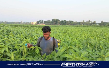 সালথায় ১২ হাজার হেক্টর জমিতে পাট চাষ, ভালো ফলনের সম্ভাবনা
