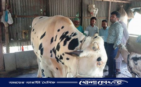 নগরকান্দায় ২০ মন ওজনের ষাঁড়টি ১ম স্থান অধিকার করেছে