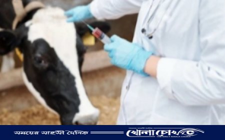 বালিয়াকান্দিতে ভুয়া পশু চিকিৎসক-এ সয়লাব 