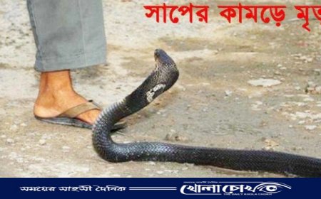 মহম্মদপুরে বিষধর সাপের কামড়ে এক ব্যক্তির মৃত্যু 