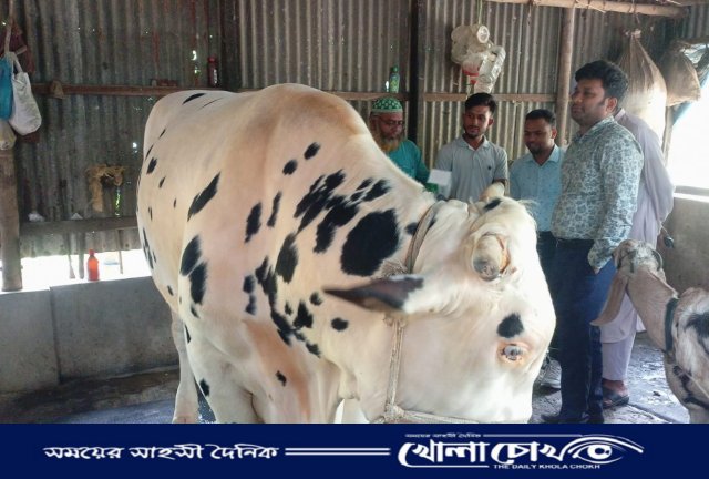 নগরকান্দায় ২০ মন ওজনের ষাঁড়টি ১ম স্থান অধিকার করেছে