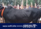 শেষ বিকেলে গরুর বেচাকেনা কম বিক্রেতারা হতাশ 