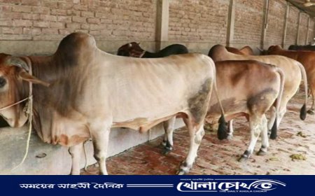 নওগাঁয় কোরবানীর জন্য প্রস্তুত ৭ লাখ পশু, যা চাহিদার তুলনায় দ্বিগুণ 