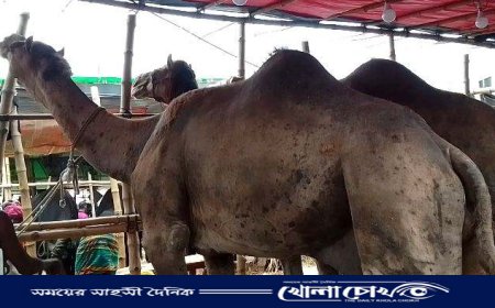 গাবতলী পশুর হাটে বিক্রির জন্য তোলা হয়েছে পাকিস্তানি দুটি উট
