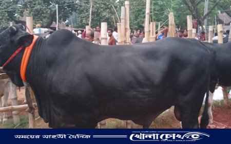 শেষ বিকেলে গরুর বেচাকেনা কম বিক্রেতারা হতাশ