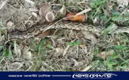ফরিদপুরে বিষধর সাপ ‌ রাসেল ভাইপারের কামড়ে কৃষকের মৃত্যু 