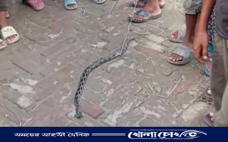 ভাঙ্গায় গ্রামবাসী পিটিয়ে মারলো রাসেলভাইপার