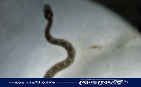 জীবিত রাসেল ভাইপার নিয়ে প্রেসক্লাবের সামনে আসলেন কৃষক রেজাউল খান 