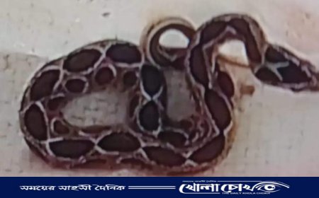 জীবিত রাসেল ভাইপার ধরে বন বিভাগে জমা দিলেন কৃষক শাহজাহান বিশ্বাস 