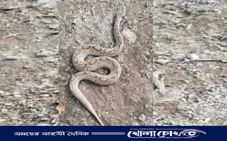 নওগাঁয় দুটি রাসেলস ভাইপার সাপ মারল গ্রামবাসী