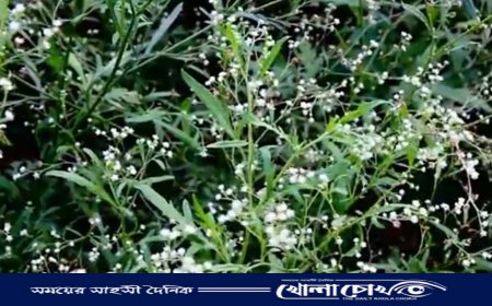 খোকসায় ব্যাপক হারে জন্মাচ্ছে মৃত্যুদূত পার্থেনিয়াম উদ্ভিদ
