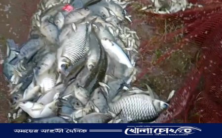 নোয়াখালীর বিভিন্ন পুকুরে ধাপে ধাপে রুপালি ইলিশ