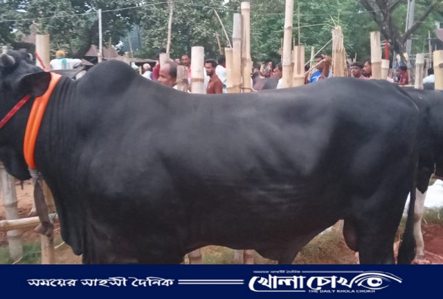 শেষ বিকেলে গরুর বেচাকেনা কম বিক্রেতারা হতাশ 