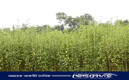 অনাবৃষ্টিতে খোকসায় পাটের ফলন বিপর্যয়ের আশংকা
