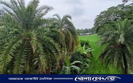 মহম্মদপুর থেকে হারিয়ে যাচ্ছে গ্রাম বাংলার ঐতিহ্য খেজুরের গাছ 