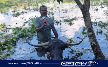 ইয়াছিন বন্যার পানিতে মহিষের পিঠে চড়ে ঘুরে বেড়ান