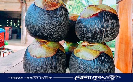 খোকসার গ্রাম-গঞ্জে তালের পিঠা খাওয়ার ধুম 