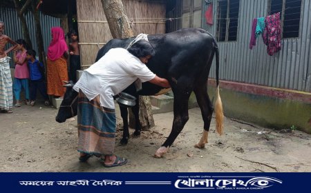 বাচ্চা প্রসব ছাড়াই দুধ দিচ্ছে গাভী!