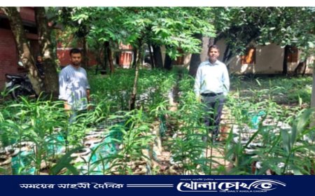 আক্কেলপুরে বস্তায় আদা চাষ