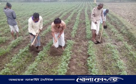 কিশোরগঞ্জে আগাম আলু পরিচর্যায় ব্যস্ত সময় পার করছেন কৃষক